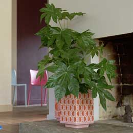 Japanese aralia
